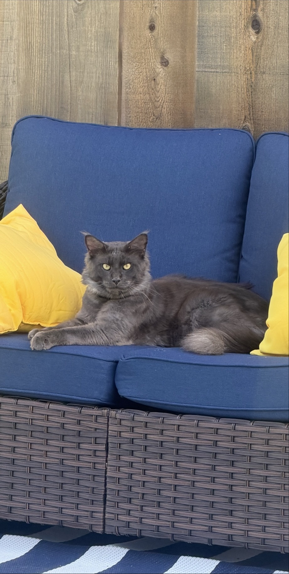 Smokey relaxing on the outdoor couch