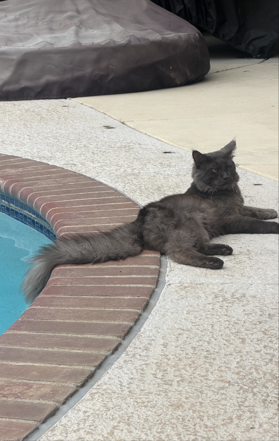 Smokey relaxing by the pool — showing off his full magnificent size