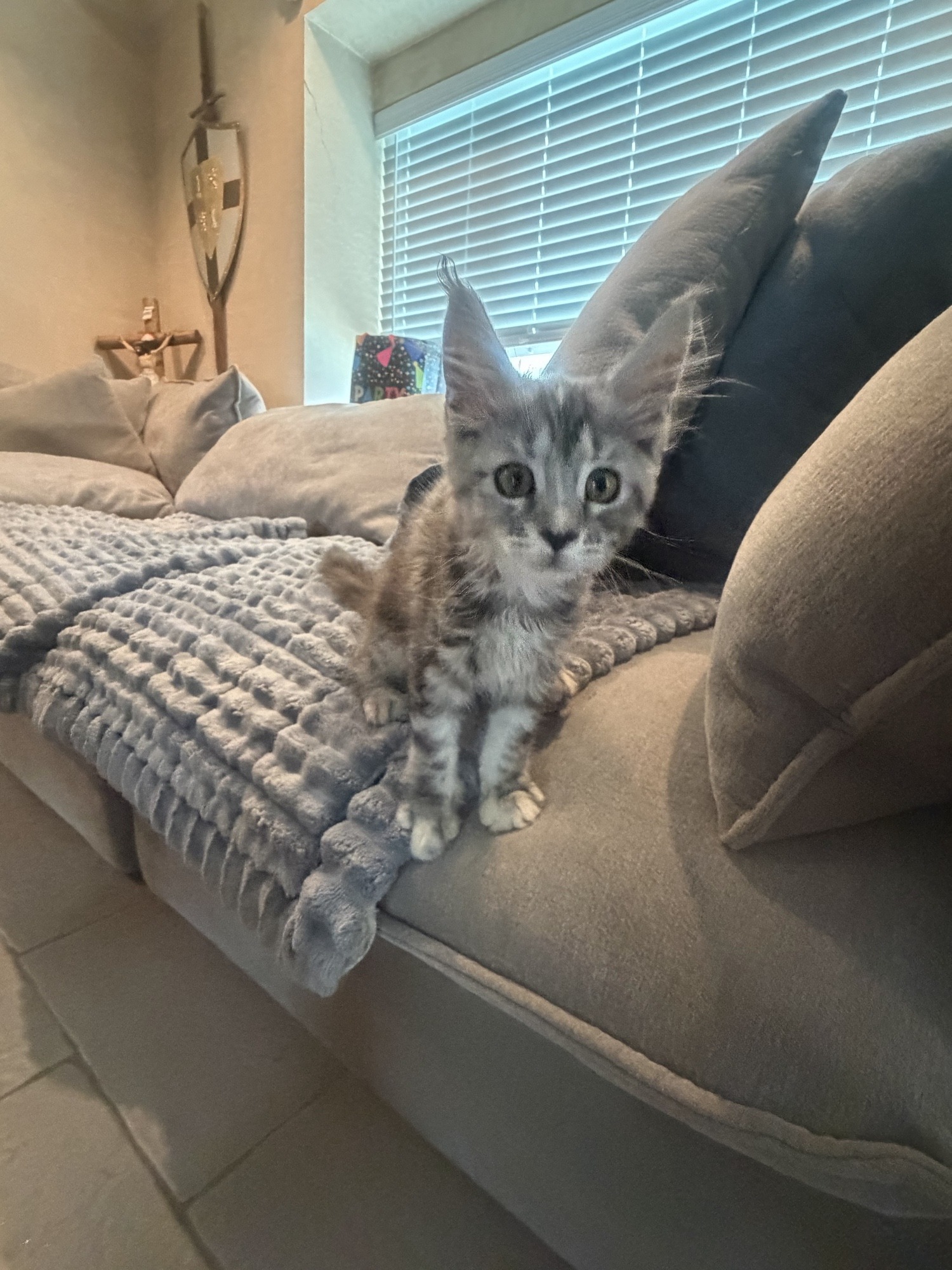 Stormy looking directly at the camera with big bright eyes